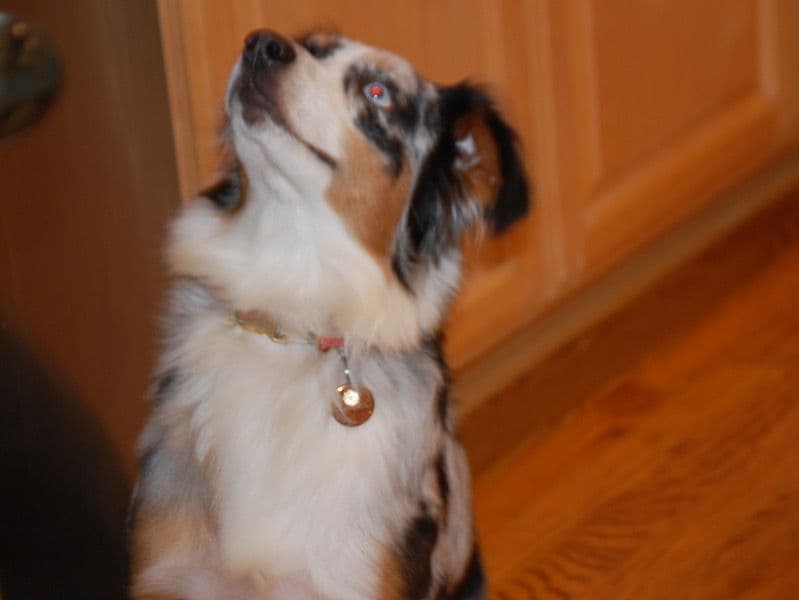 Miniature Australian Shepherd 1 year 8 months old female medium named Mabel for breeding in Santa Cruz County, California | Petmeetly