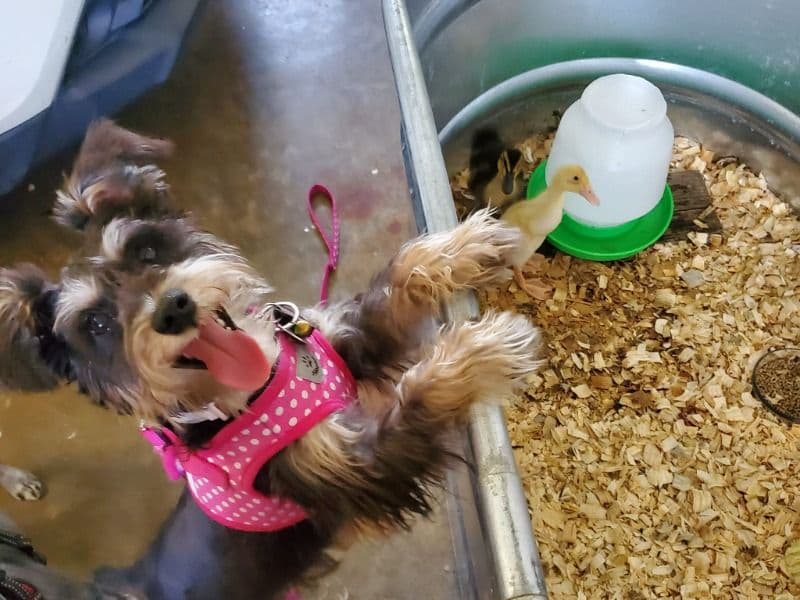 Miniature Schnauzer 2 years 4 months old female small named Jasmine for breeding in Lake County, Florida | Petmeetly