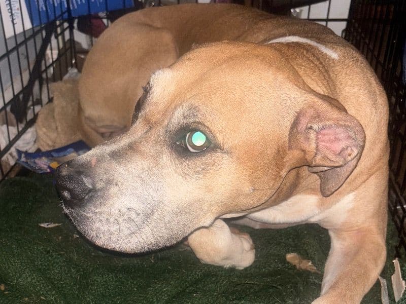 German Wirehaired Pointer 4 years old female large named De'nali for sale in Iredell County, North Carolina | Petmeetly