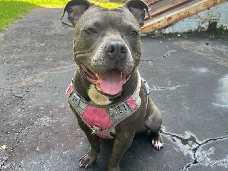 Staffordshire Bull Terrier 1 year 6 months old female large named Novaa for breeding in Essex County, New Jersey | Petmeetly