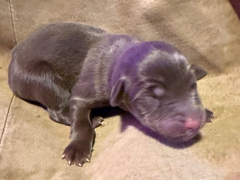 Labrador Retriever 1 month old male large named Mark for sale in Pulaski County, Virginia | Petmeetly