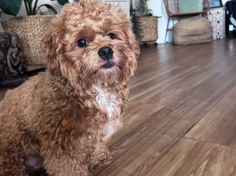 Onipa’a - Malshipoo | Petmeetly