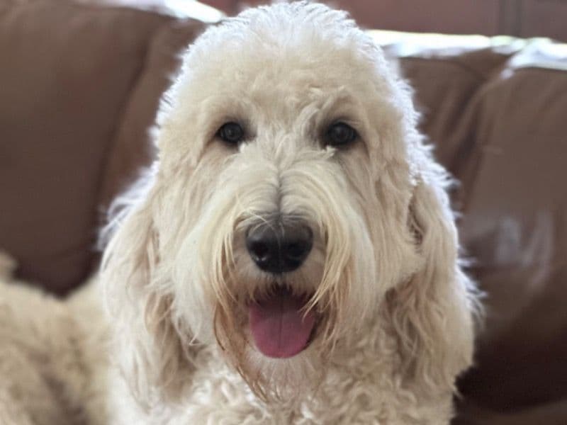 Labradoodle 3 years 2 months old female large named Poppy for breeding in Terrebonne Parish, Louisiana | Petmeetly