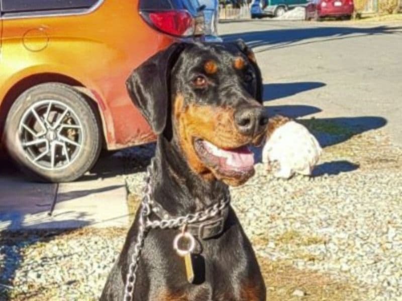 Doberman 2 years 6 months old female large named Kendra for breeding in Sutter County, California | Petmeetly