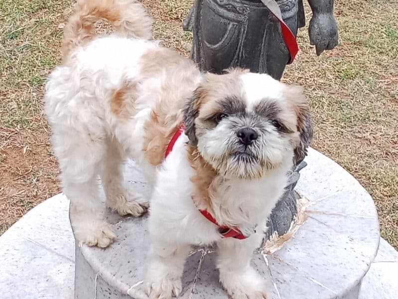 Shih Tzu 5 years 1 month old male small named Gimis for breeding in Hyderabad, Telangana | Petmeetly