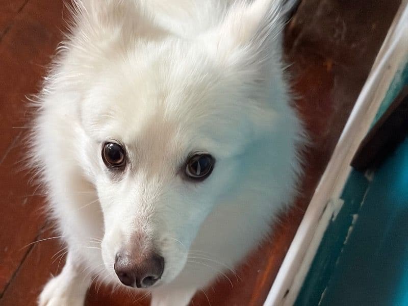 American Eskimo 2 years old female medium named Daisy for breeding in Essex County, Massachusetts | Petmeetly