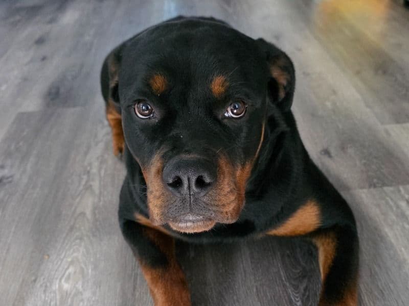 Rottweiler 1 year 1 month old female large named Belle for breeding in Cuyahoga County, Ohio | Petmeetly