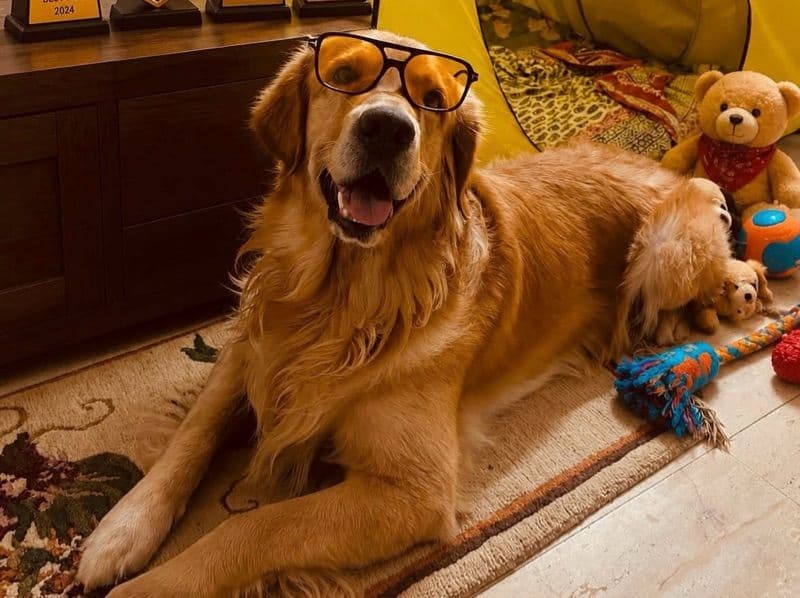 Golden Retriever 3 years 11 months old male large named Bozo for breeding in Bangalore Division, Karnataka | Petmeetly