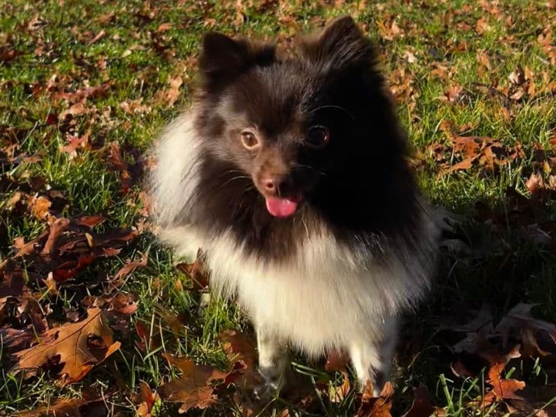 Pomeranian 1 year 5 months old male small named Martini for breeding in New York, New York | Petmeetly