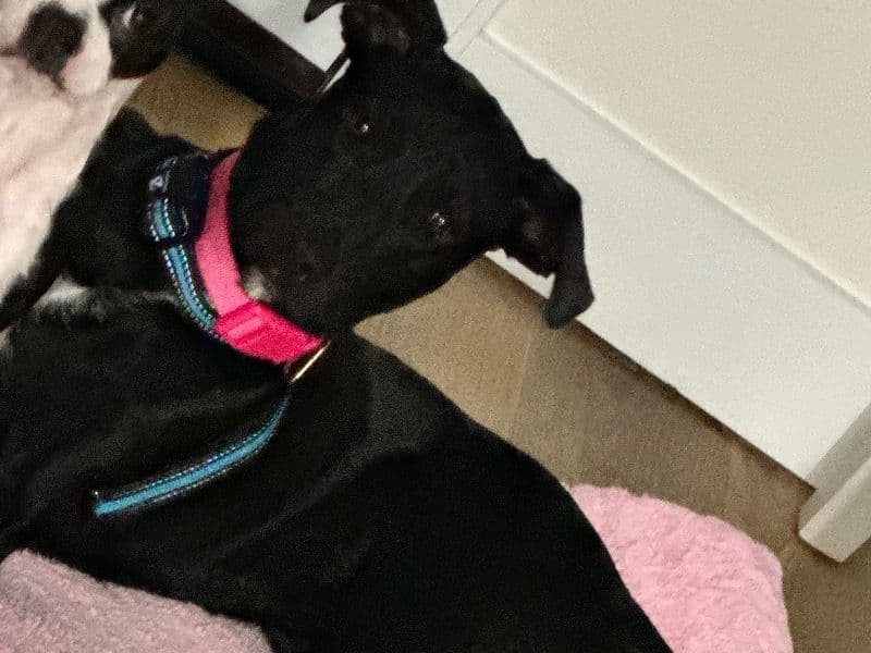 Labrador Retriever 1 year old female medium named Darla for adoption in Floyd County, Georgia | Petmeetly