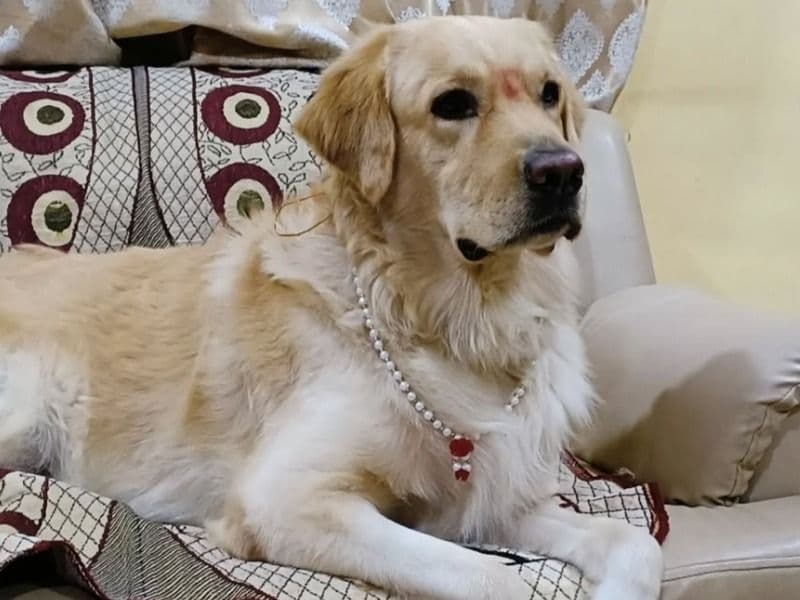 English Golden Retriever 5 years 1 month old male large named Dollar for breeding in Aurangabad Division, Maharashtra | Petmeetly