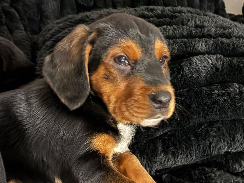 Basset Hound 2 months old female small named Sweet Pee for adoption in Brown County, Ohio | Petmeetly