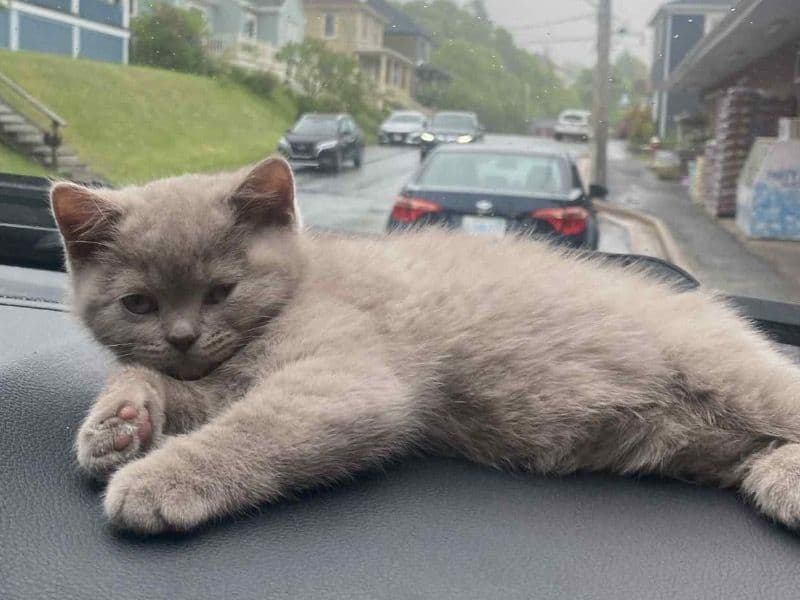 British Shorthair 9 months old female named Pudgie for breeding in Alberni-Clayoquot, British Columbia | Petmeetly