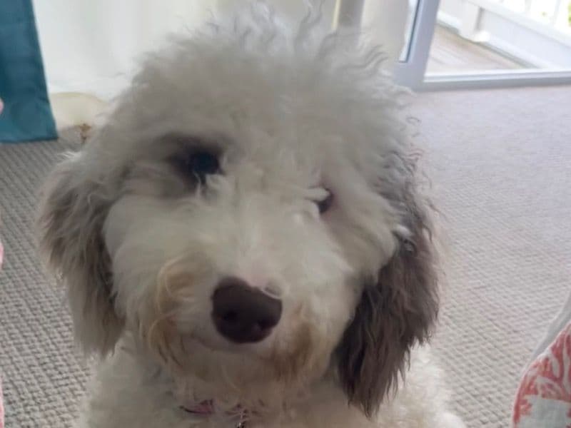 Toy Poodle 2 years 6 months old female medium named Lily for breeding in Floyd County, Georgia | Petmeetly