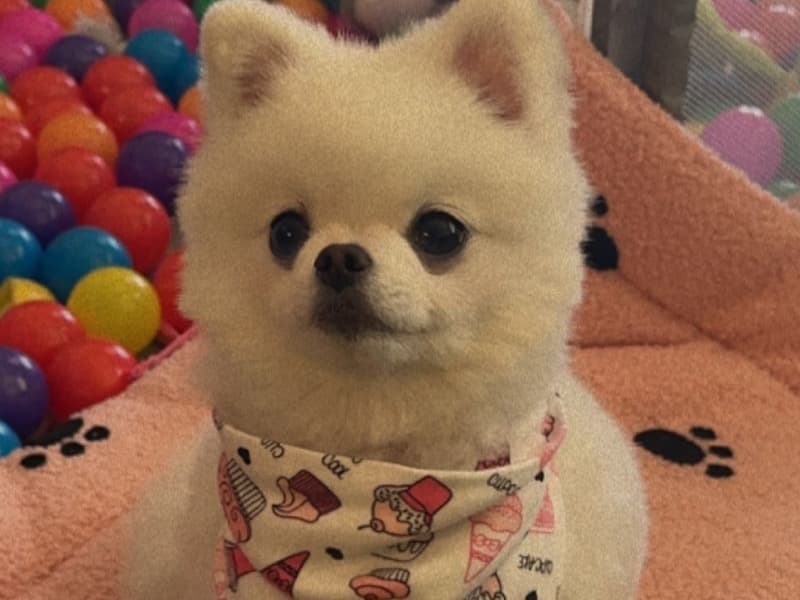 Lola primary photo