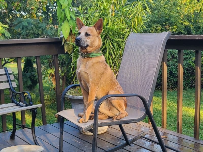 Rancho - Australian Cattle Dog | Petmeetly