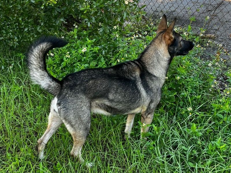 Czech German shepherd 3 years 6 months old female large named Luna for breeding in Lake County, Florida | Petmeetly