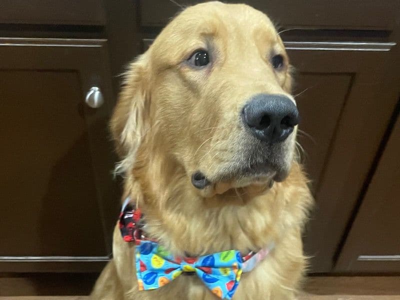 Golden Retriever 1 year 11 months old male large named Sinister for breeding in Noble County, Indiana | Petmeetly