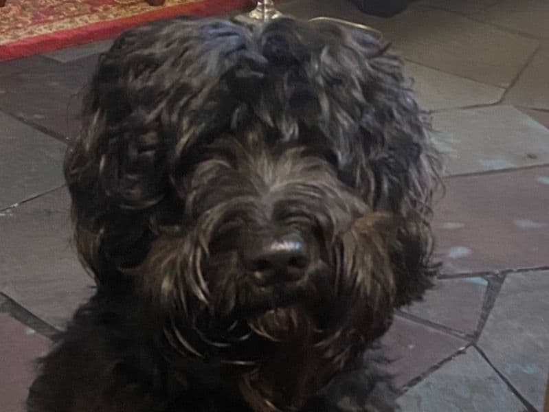 Portuguese Water Dog 10 years old male medium named Blue for breeding in Orleans Parish, Louisiana | Petmeetly