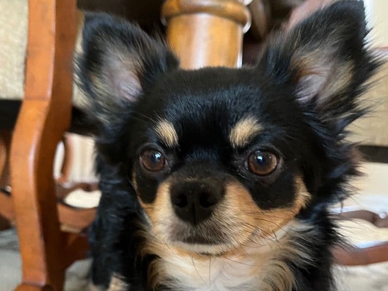 Long hair Chihuahua 3 years 10 months old male small named Rocky for breeding in Charlotte County, Florida | Petmeetly