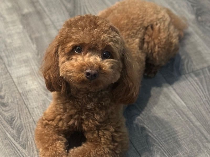 Mini Golden Doodle 2 years old male small named Cooper for breeding in St. Johns County, Florida | Petmeetly