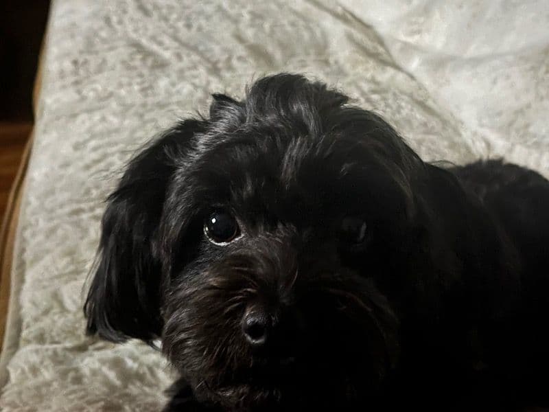 Cleo primary photo