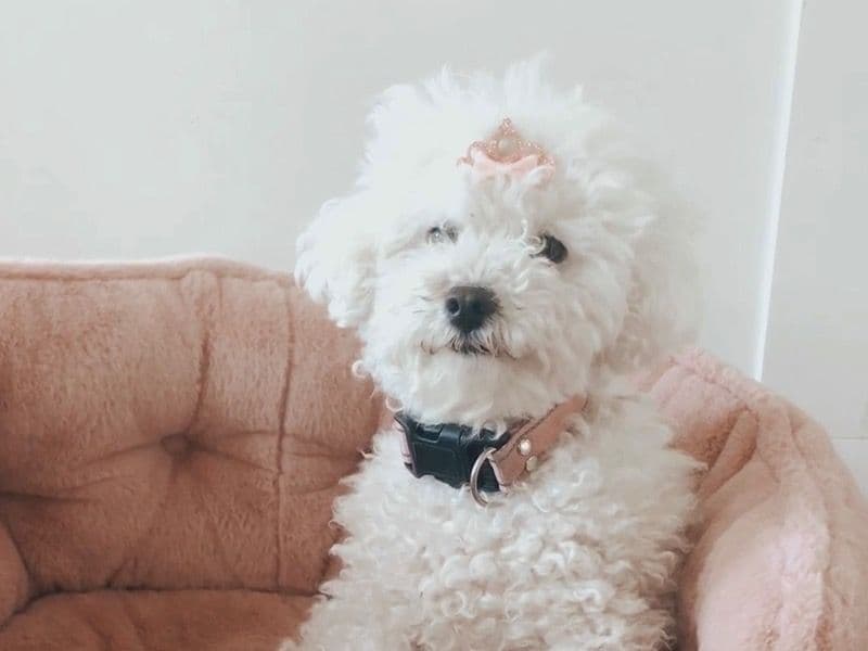 Maltipoo 4 years 11 months old female small named Cozy for breeding in Orange County, California | Petmeetly
