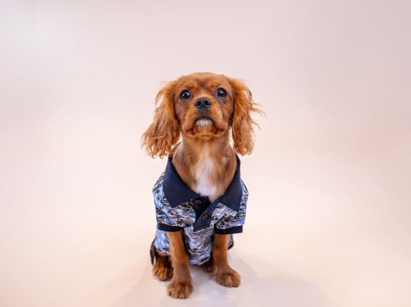 Oli primary photo