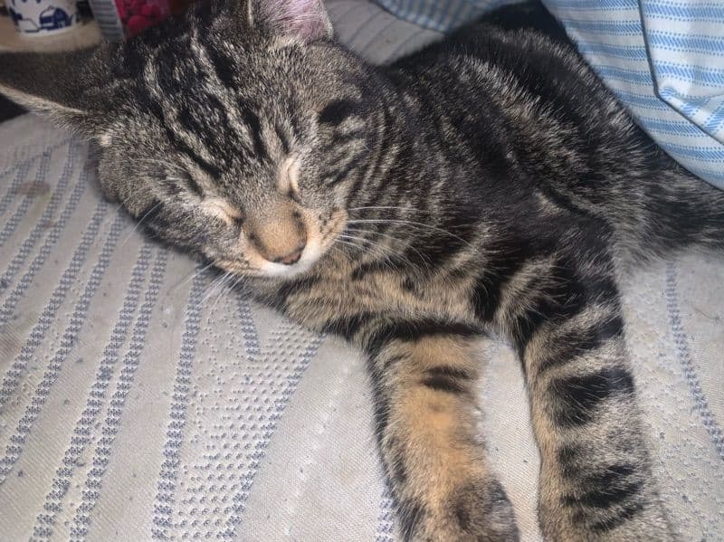 American Shorthair 5 months old male named Schizo for adoption in Sedgwick County, Kansas | Petmeetly