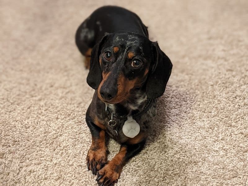 Toby primary photo