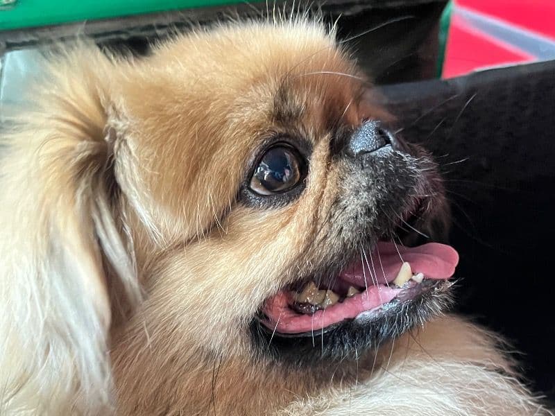 Pekingese 7 years 2 months old male medium named Fluffy for breeding in Bangalore Division, Karnataka | Petmeetly