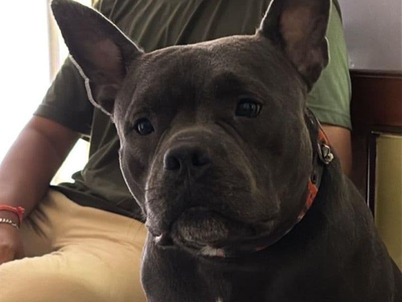 American Bully 3 years 9 months old female medium named Sidney for breeding in Surat, Gujarat | Petmeetly