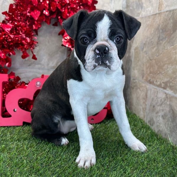 Boston Terrier 4 months old female small named Bell for sale in Macon County, Alabama | Petmeetly