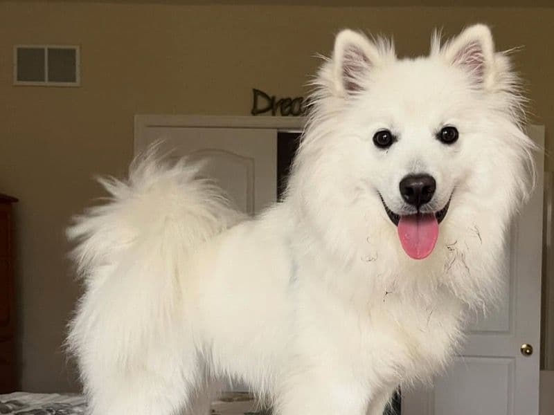 American Eskimo 2 years 8 months old male medium named Roland for sale in Orange County, Florida | Petmeetly
