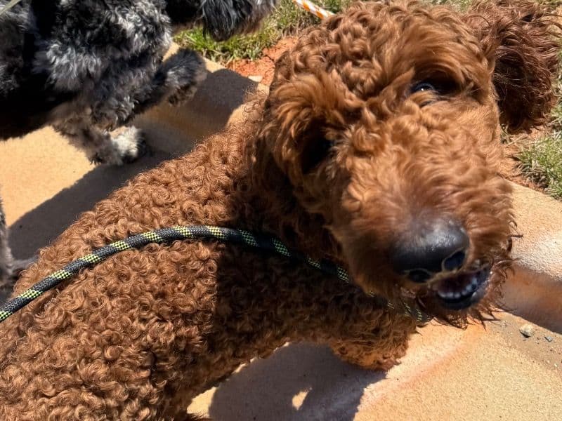 Goldendoodle 1 year 7 months old male large named Pierre for breeding in Guilford County, North Carolina | Petmeetly