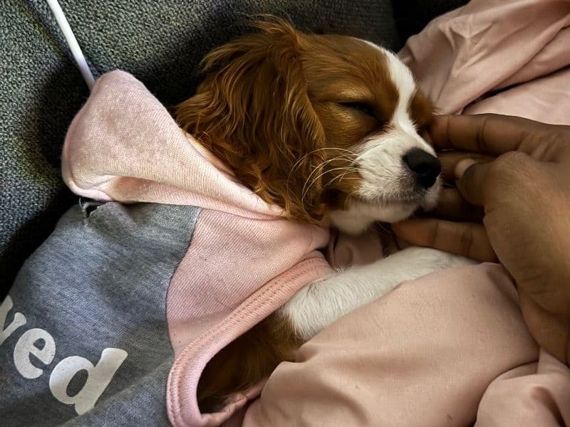 King Charles Spaniel 1 year 5 months old female small named Abigail for breeding in Summit County, Ohio | Petmeetly