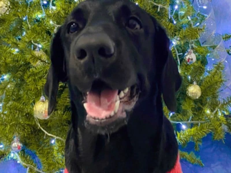 Labrador Retriever 4 years 8 months old female large named Molly for breeding | Petmeetly