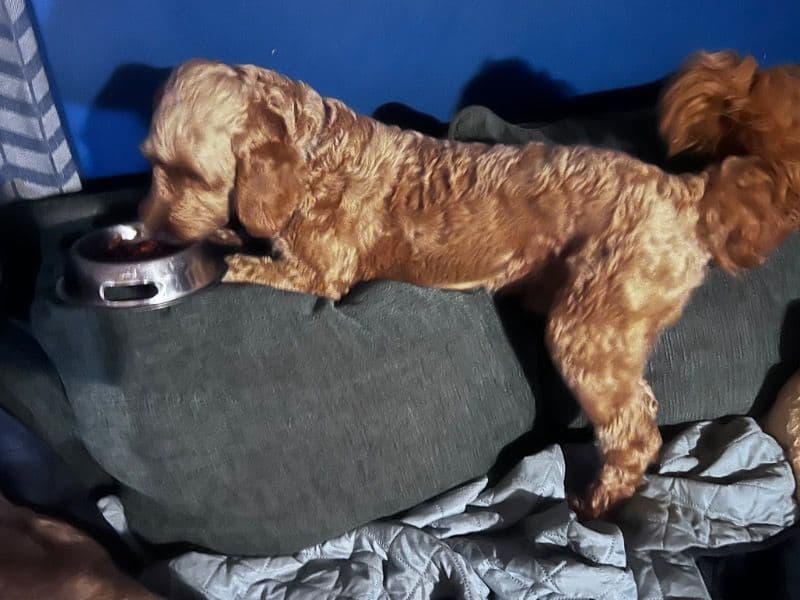 Goldendoodle 1 year 5 months old male medium named Milo for breeding | Petmeetly