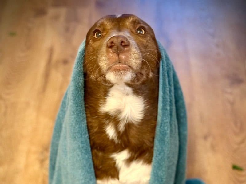 English Labrador Retriever 5 years 2 months old female medium named Trilliann for breeding in Spokane County, Washington | Petmeetly