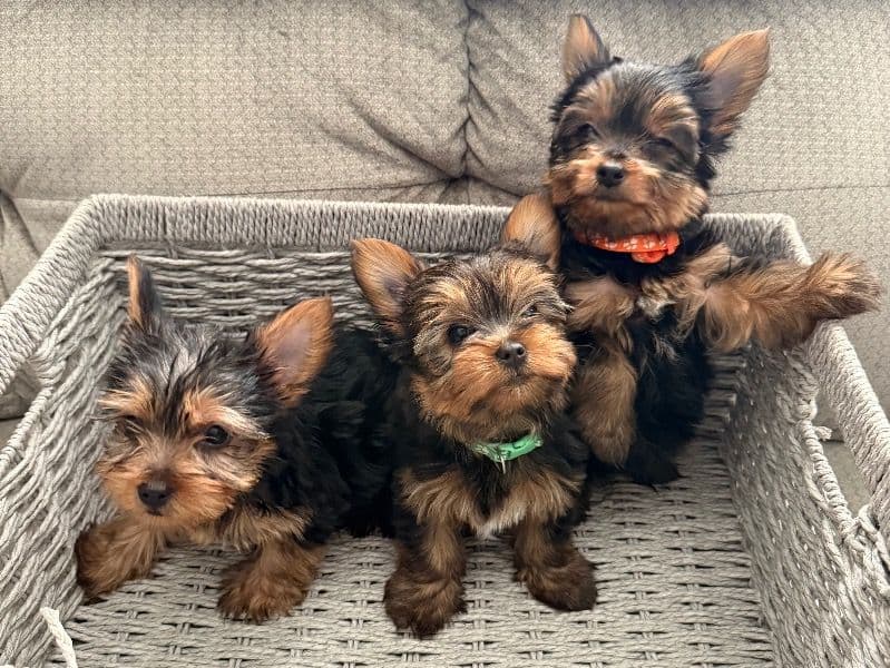 Yorkies primary photo