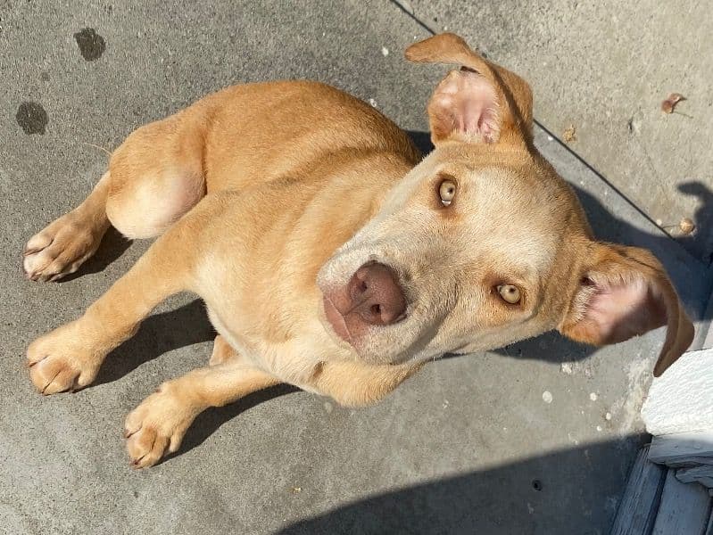 Caucasian Shepherd Dog 10 months old male medium named Havent Decided for breeding in Sutter County, California | Petmeetly