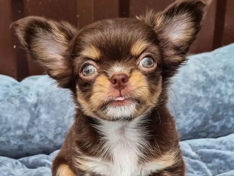 Long hair Chihuahua 2 months old female small named Lola for adoption in Arizona | Petmeetly