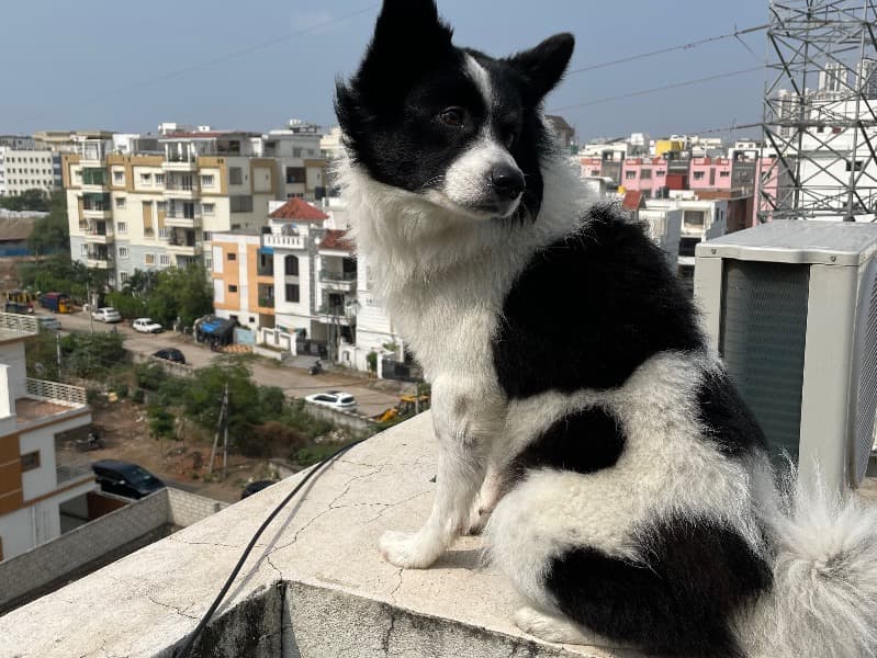 Oreo primary photo