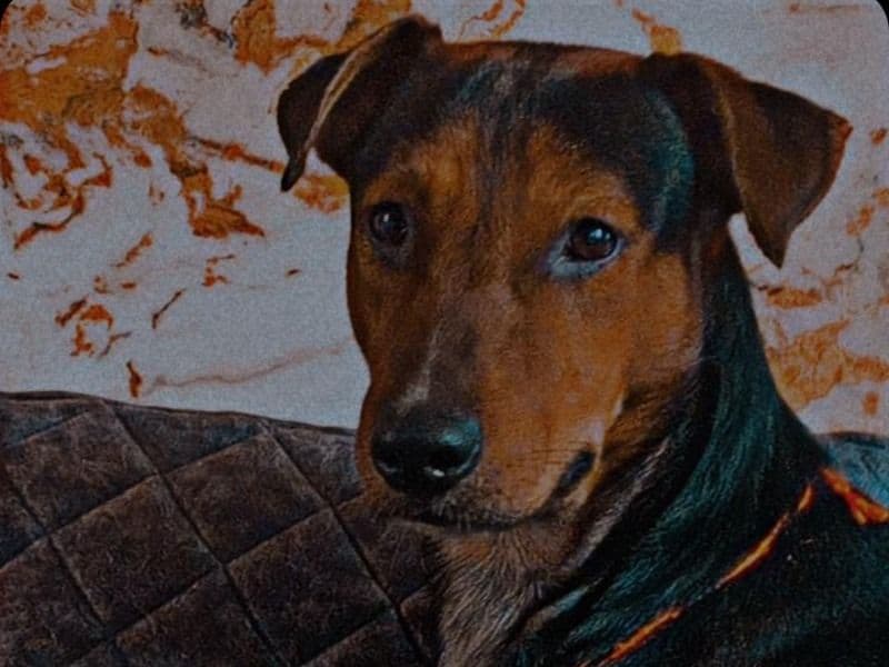 Basset Hound 2 years 9 months old male medium named Rocky for breeding in Patna Division, Bihar | Petmeetly