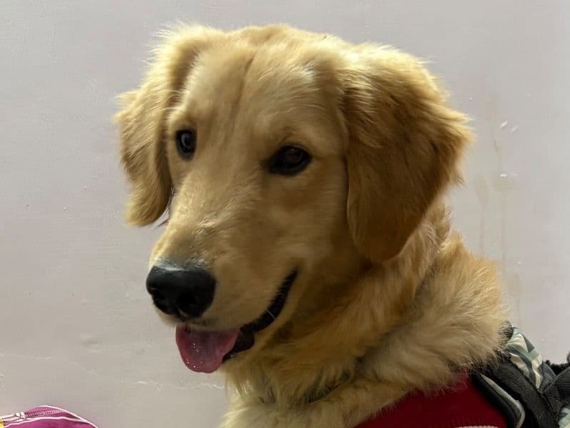 Golden Retriever 1 year old male medium named Tequila for breeding in New Delhi, Delhi | Petmeetly