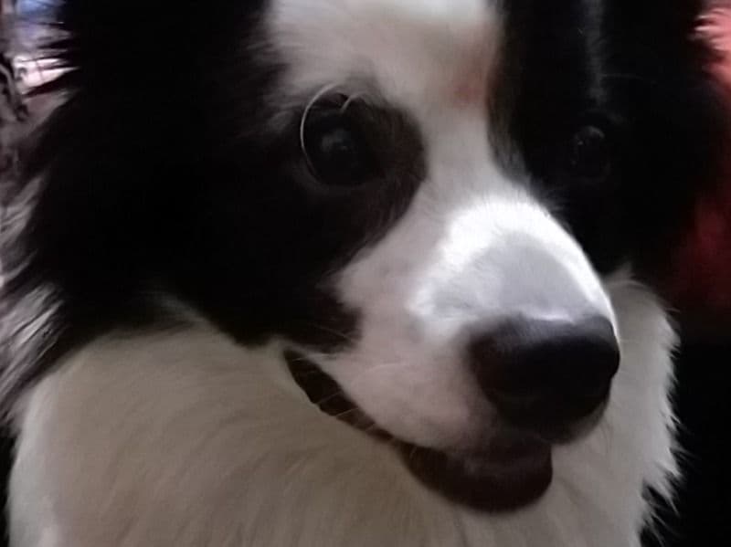 American Eskimo 3 years 6 months old male medium named Panda for breeding in Delhi Division, Delhi | Petmeetly