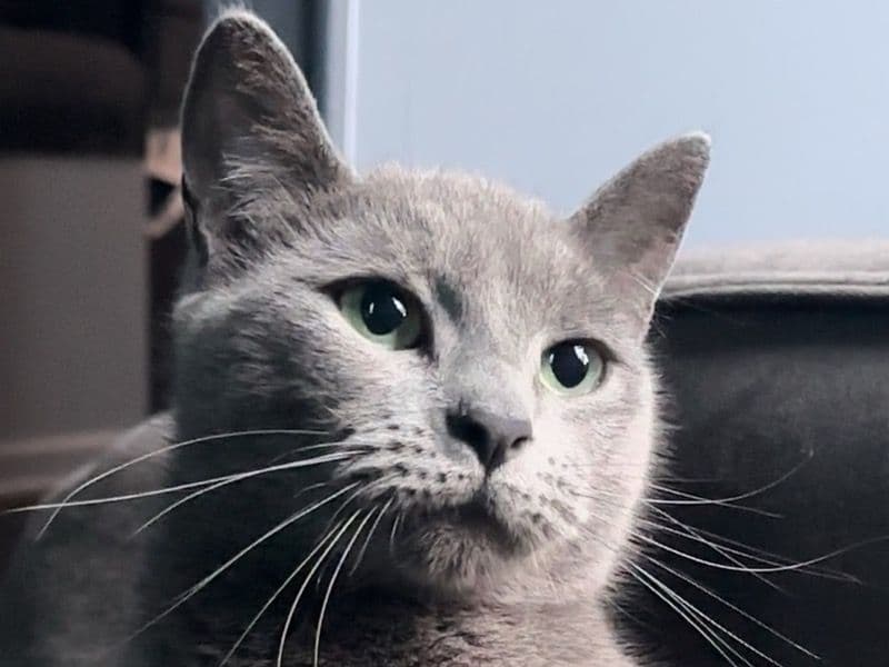 Cleopatra primary photo