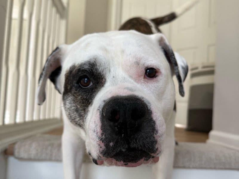 German Pit 12 years old male large named Bear for breeding in New Jersey | Petmeetly