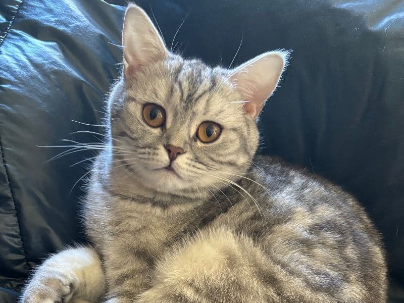 Galadriel - British Shorthair success story