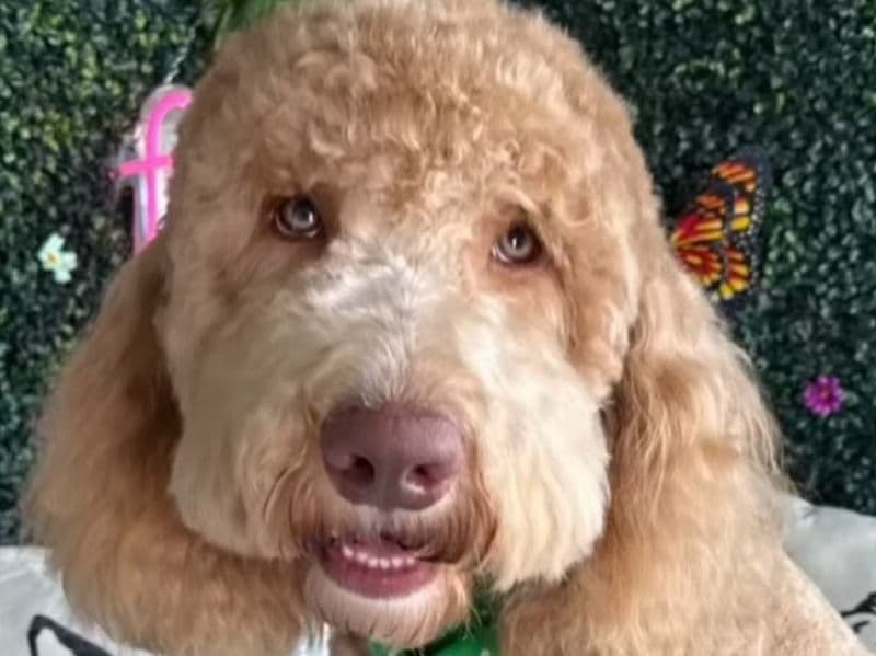 Goldendoodle 2 years 1 month old male medium named Bobby for breeding in Ventura County, California | Petmeetly